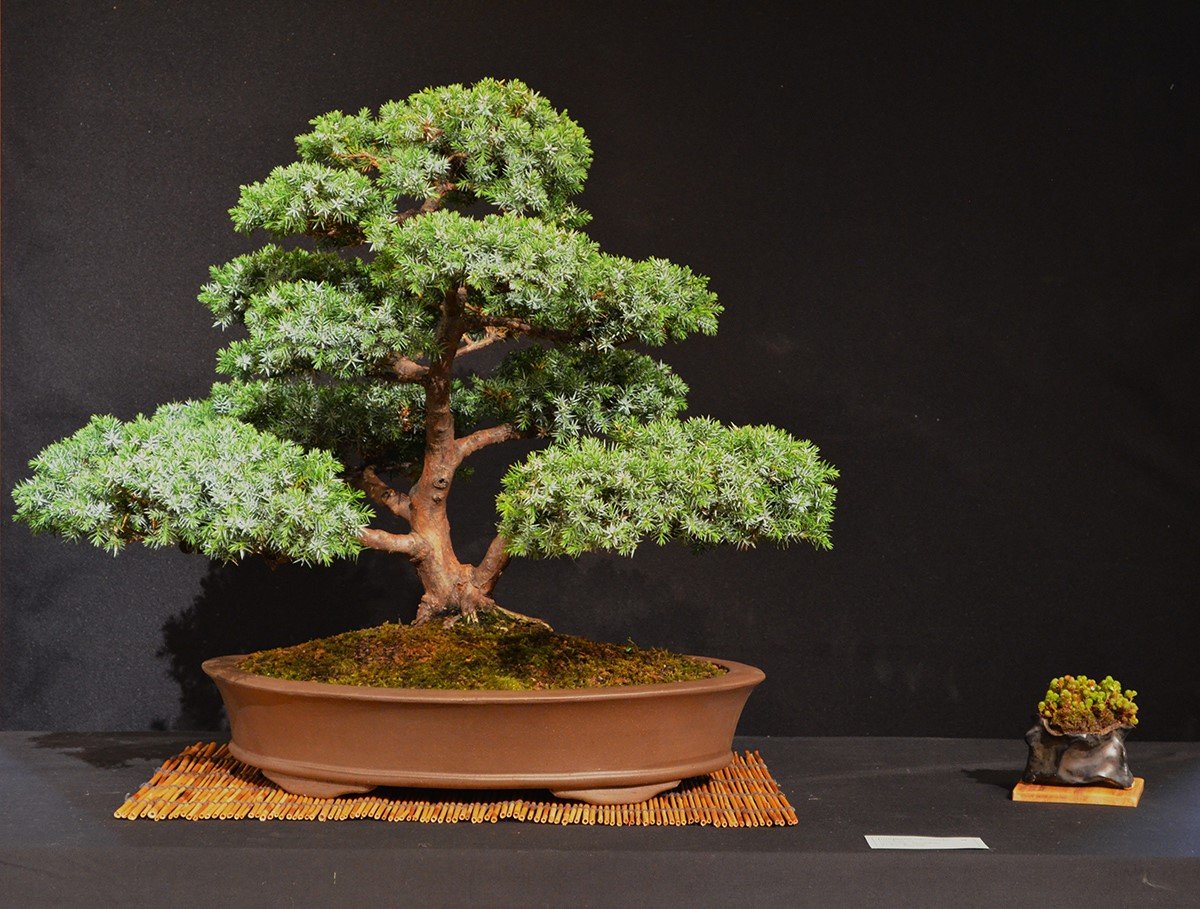 dekorbild bonsai