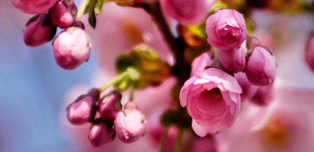 Körsbärsblommor